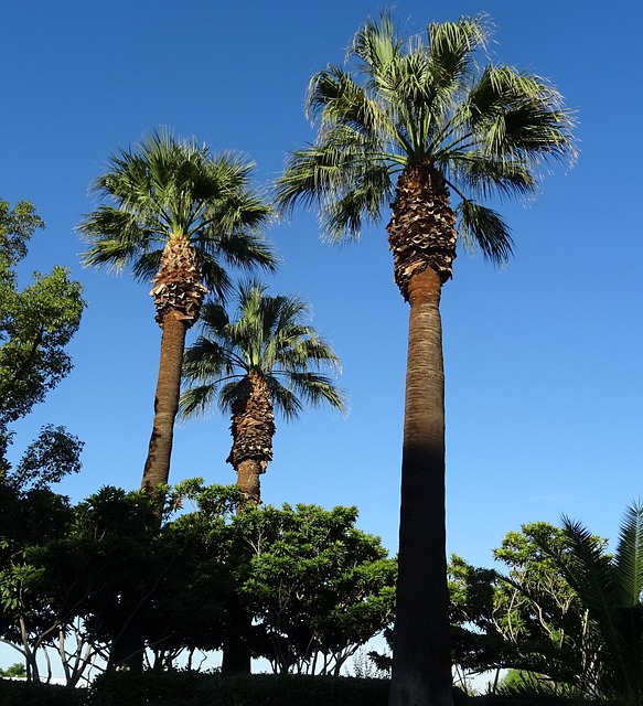 sarangib-palm-1238119_640
